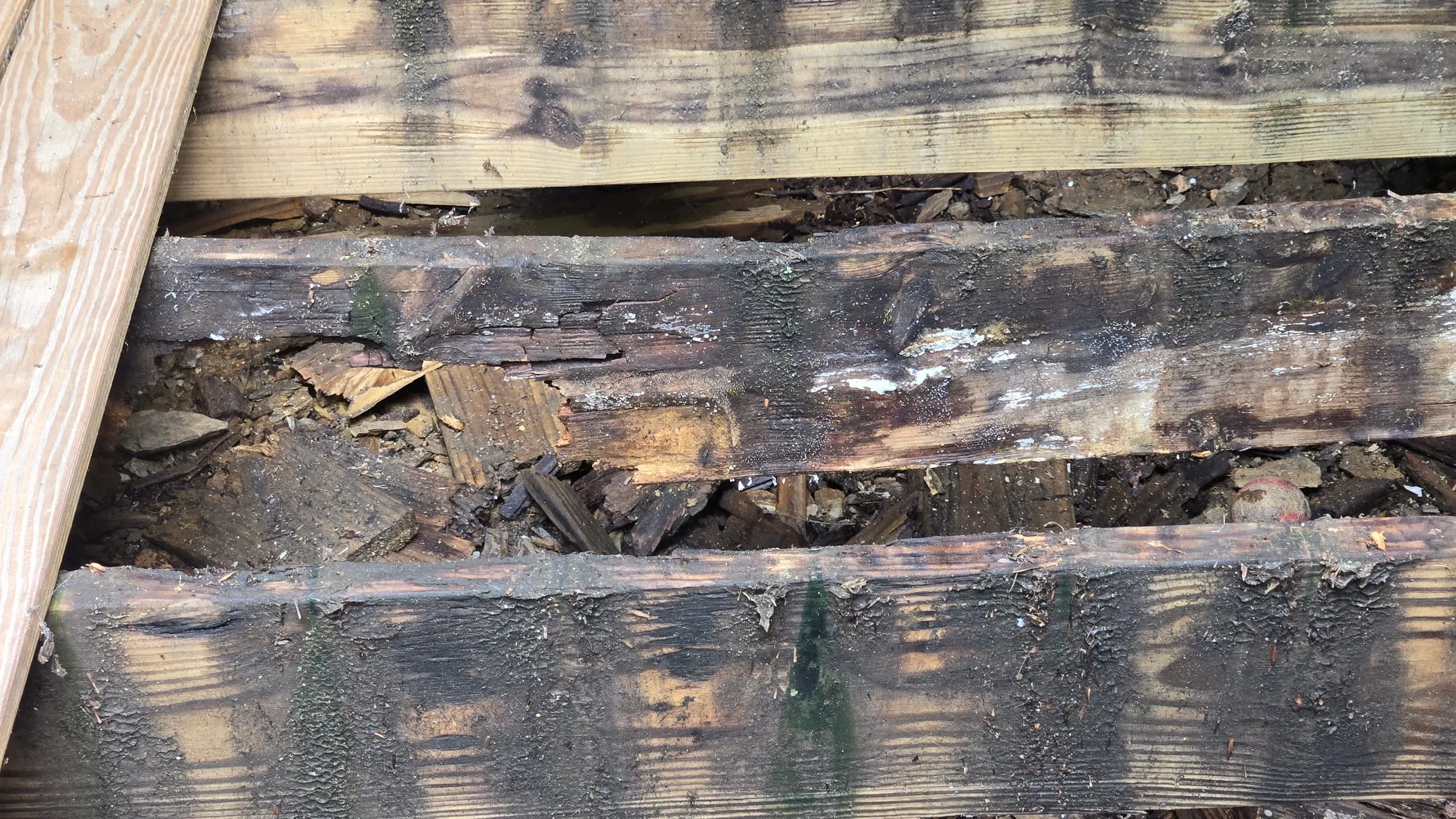 Looking down between deck boards at a joist split open and coming apart, with white growth on it and rotted pieces below