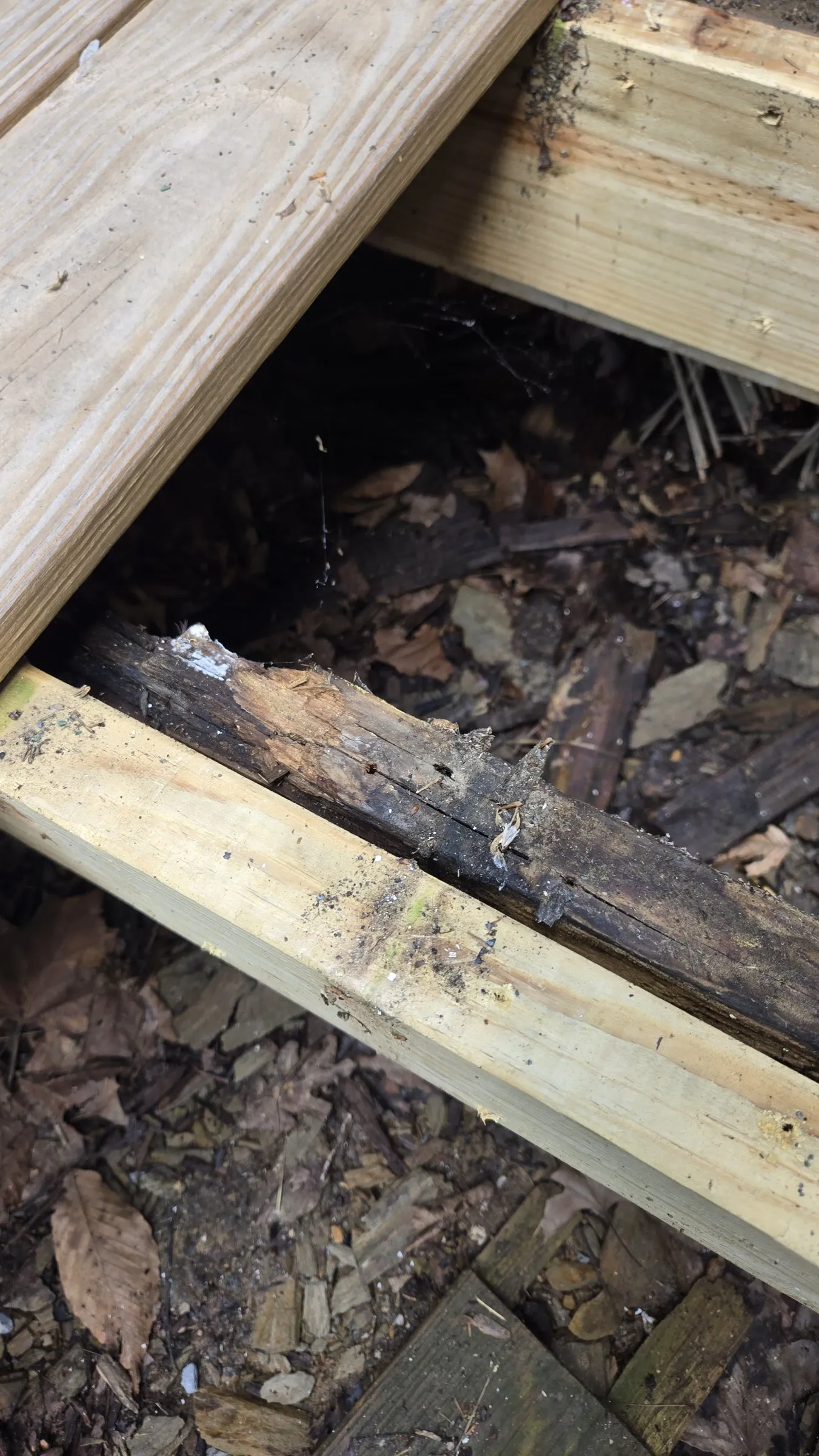 A new joist fastened beside an old joist that has rotted